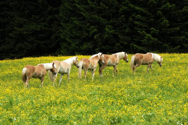 Haflinger Rasa Koni — Zdjęcie stockowe