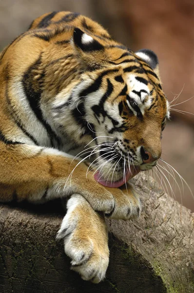 Roofdier Wilde Kat Gestreepte Tijger Dier — Stockfoto