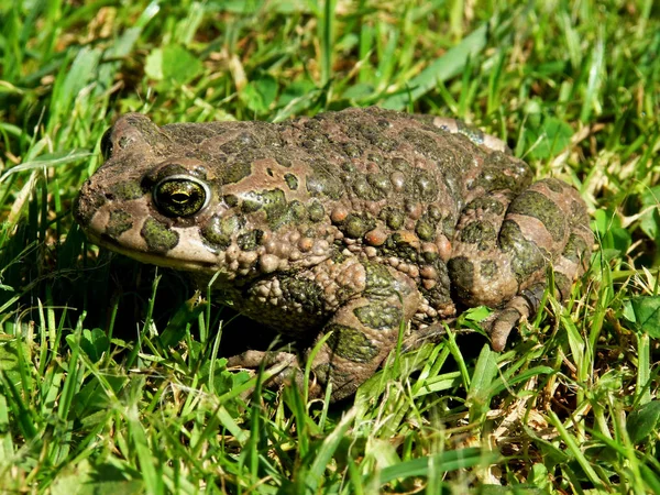 Toad Reptile Frog Amphibian Animal — Stock Photo, Image