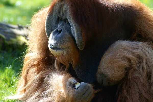 Primer Plano Los Animales Zoológico — Foto de Stock