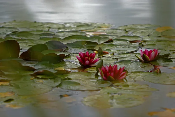 Lírio Água Flores Lago Flora Natureza — Fotografia de Stock
