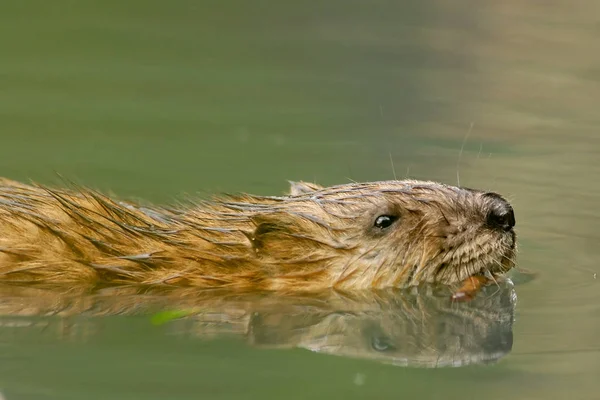 Scena Della Fauna Selvatica Bella Natura — Foto Stock