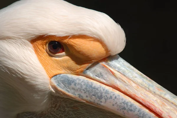 長いくちばしを持つペリカン鳥 — ストック写真