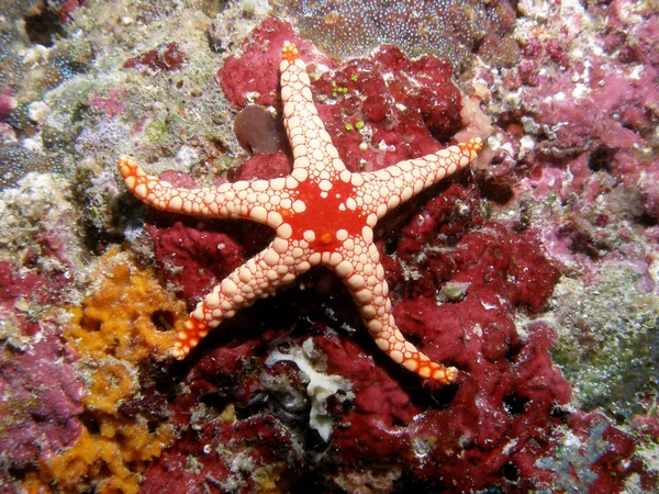 Marinheiro Estrelado Criatura Aquática — Fotografia de Stock