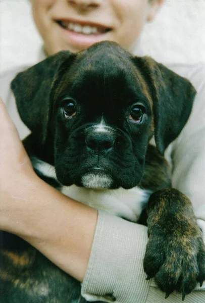 Porträtt Söt Hund — Stockfoto