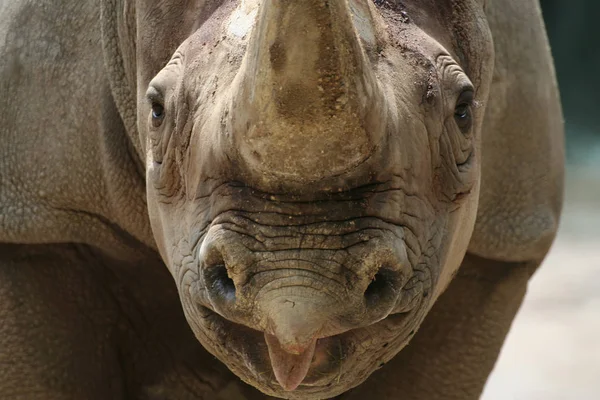 Verschiedene Tiere Selektiver Fokus — Stockfoto