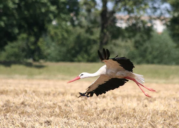 Wildvogel Naturfauna Storch — Stockfoto