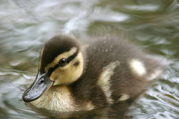 Étang Eau Canard Oiseaux Faune Nature Faune — Photo