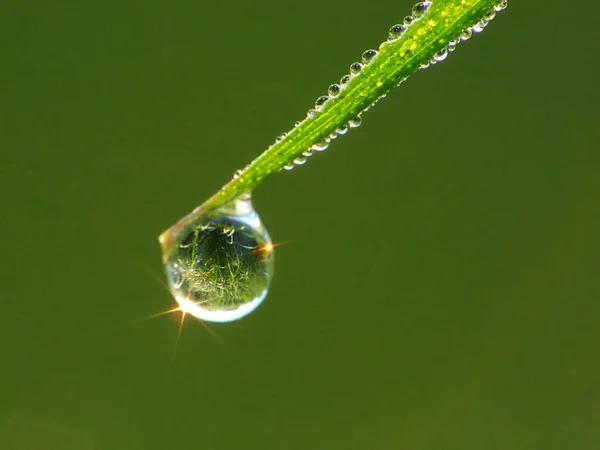 Dew Drops Green Grass — Stock Photo, Image