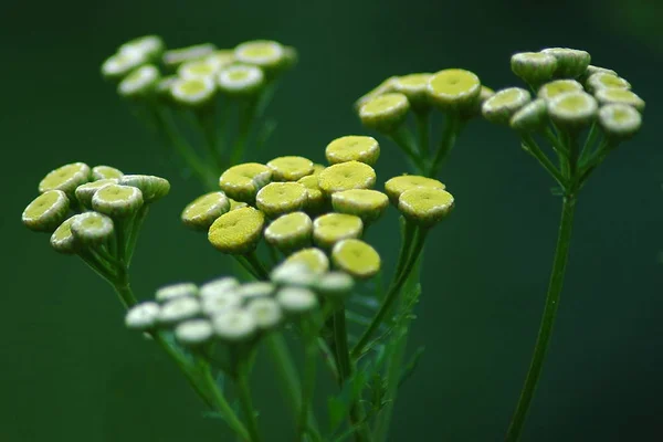 Varen Draagt Zijn Gele Bloemkoppen Een Paraplu Vormige Venkel Verschijnen — Stockfoto