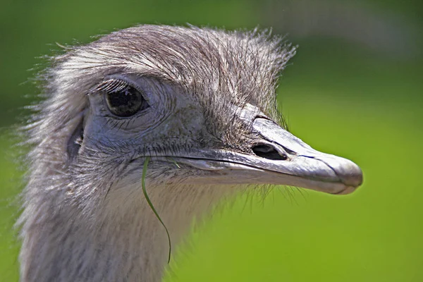 Aussichtsreiche Aussicht Auf Schöne Vögel Der Natur — Stockfoto