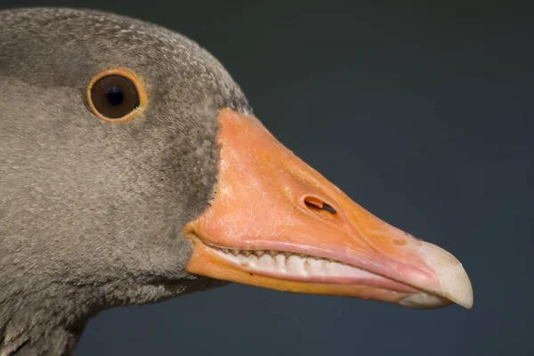 Ördek Kafasının Yakınına — Stok fotoğraf