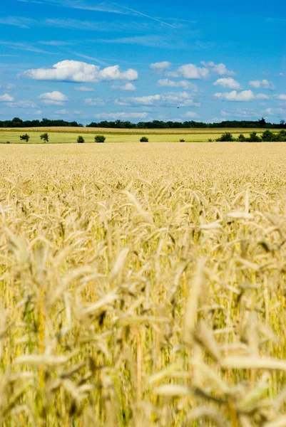 小麦や収穫の分野では — ストック写真