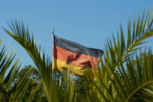 Германия Пальмами — стоковое фото