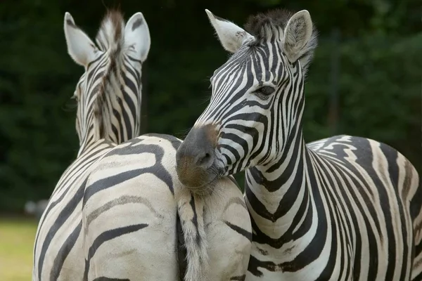 Africano Preto Branco Zebra Animal — Fotografia de Stock