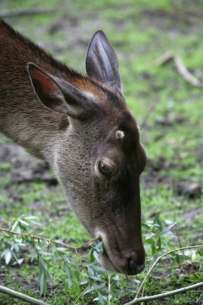 鹿の野生動物動物動物動物 — ストック写真