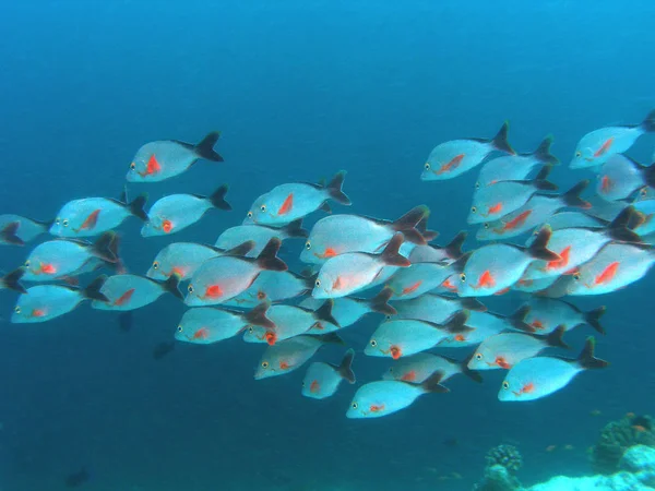 Een Zwerm Bultruggen Snappers Rif Helling Helaas Lag Veel Plankton — Stockfoto