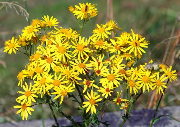 Schöne Blumen Blumiges Konzept Hintergrund — Stockfoto