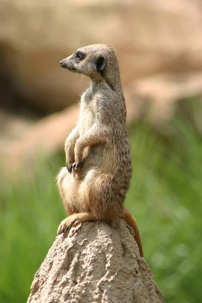 Meerkat Suricate Ζώο Στη Φύση — Φωτογραφία Αρχείου