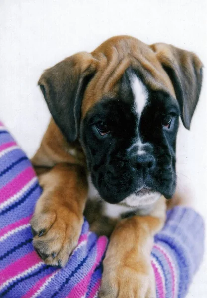 Portrait Cute Dog — Stock Photo, Image