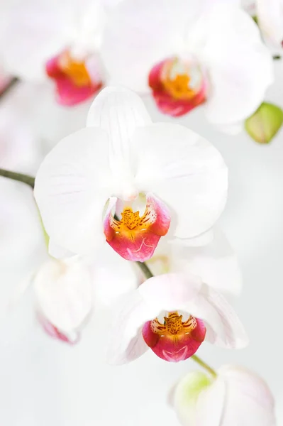 Malebné Krásné Barevné Orchidej Květiny — Stock fotografie