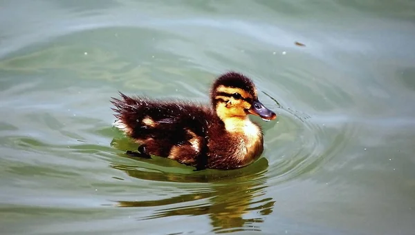 Observação Pássaros Tiro Pato Natureza Selvagem — Fotografia de Stock