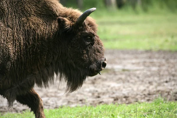 Verschiedene Tiere Selektiver Fokus — Stockfoto