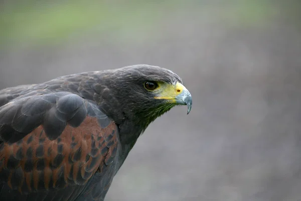 Vista Panorâmica Majestoso Predador Buzzard — Fotografia de Stock