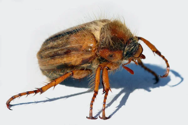 Closeup Bug Wild Nature — Stock Photo, Image