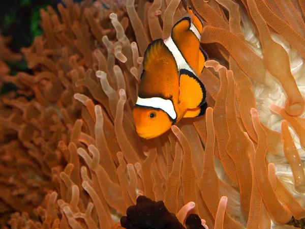 Clownfisch Meer Unter Wasser — Stockfoto