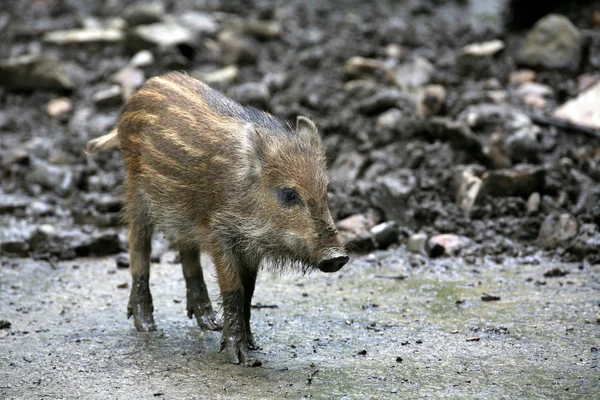 Ein Kleines Schwein Wald — Stockfoto