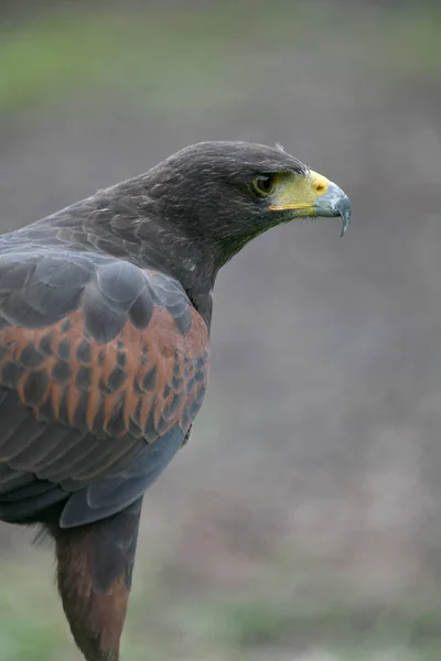 Γραφική Θέα Του Μαγευτικό Αρπακτικό Buzzard — Φωτογραφία Αρχείου