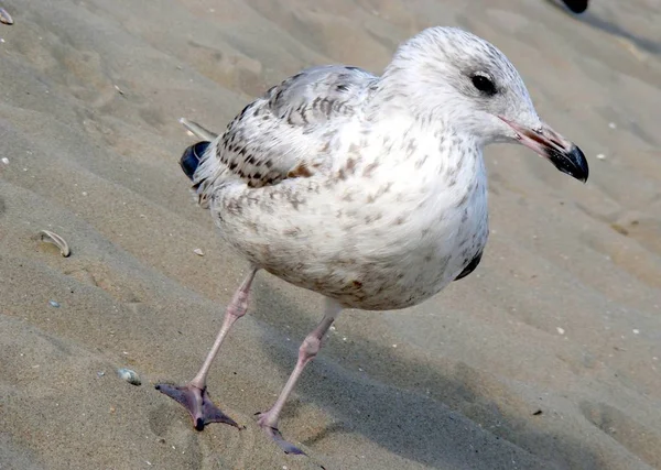 Vacker Utsikt Över Vackra Måsfåglar Naturen — Stockfoto