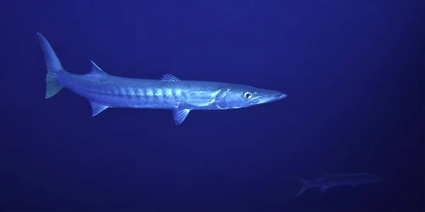 Foto Subaquática Natação Barracuda Água — Fotografia de Stock