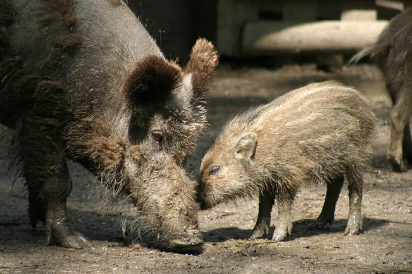 动物园里有两只猪 — 图库照片