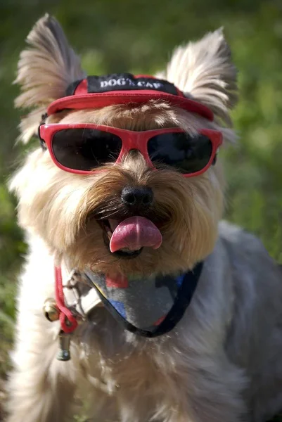 Retrato Lindo Perro — Foto de Stock