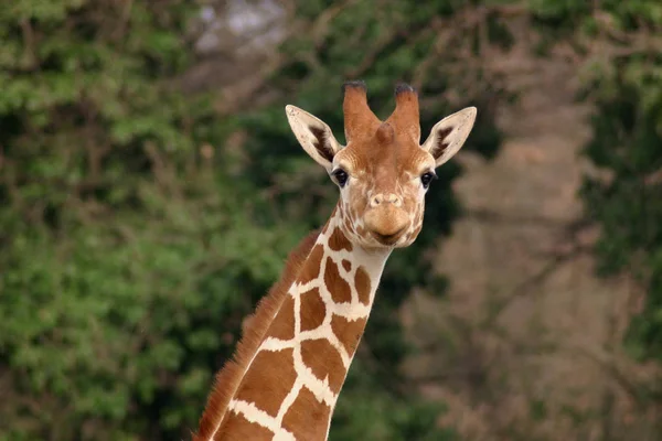 Girafa Animal Mamífero Herbívoro Africano — Fotografia de Stock