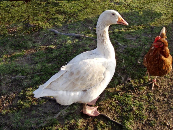 Grenaille Observation Canard Dans Nature Sauvage — Photo