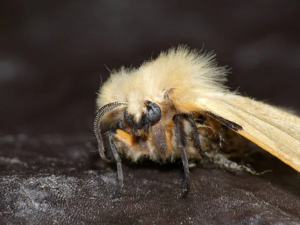 Closeup Bug Wild Nature — Stock Photo, Image