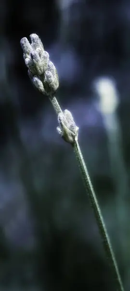 Hermoso Plano Botánico Fondo Pantalla Natural — Foto de Stock