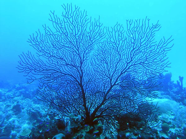 Underwater Photography Marine Life — Stock Photo, Image