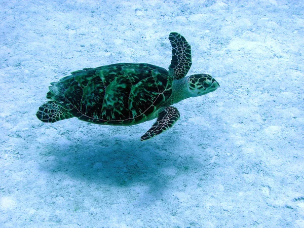 Tropikalny Żółw Przyroda — Zdjęcie stockowe