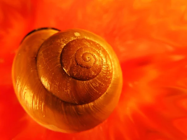 Conchiglie Marine Conchiglie Marine — Foto Stock