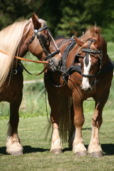 Chevaux Extérieur Jour — Photo