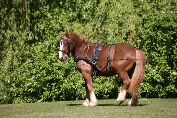 Pferde Tagsüber Freien — Stockfoto