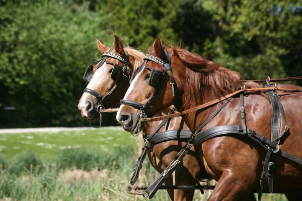 Chevaux Extérieur Jour — Photo