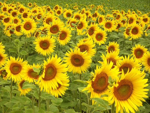 Tournesol Vue Rapprochée — Photo