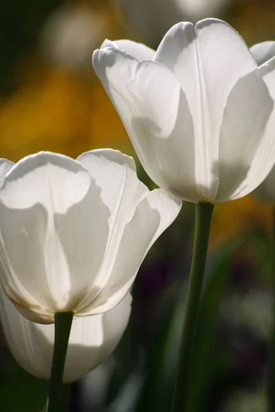 Весна Весняні Тюльпани Квіти Флора — стокове фото