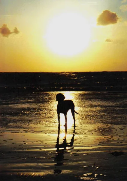 Magyar Vizsla Sunset – stockfoto