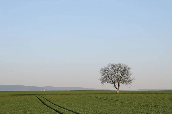 Baumserie Pos — Stockfoto